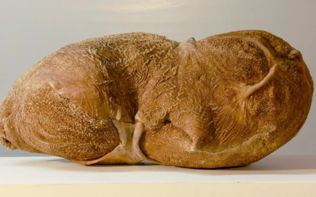 Rumen