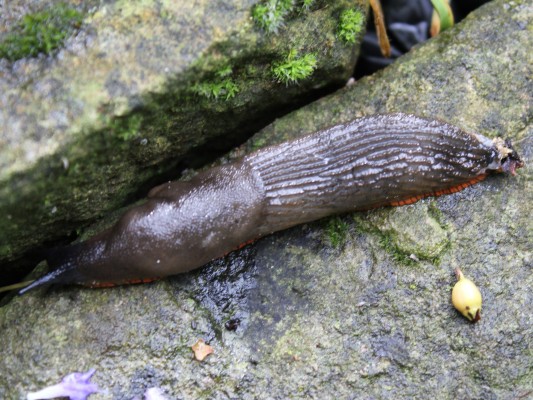 article-slug-versus-the-sludge-4