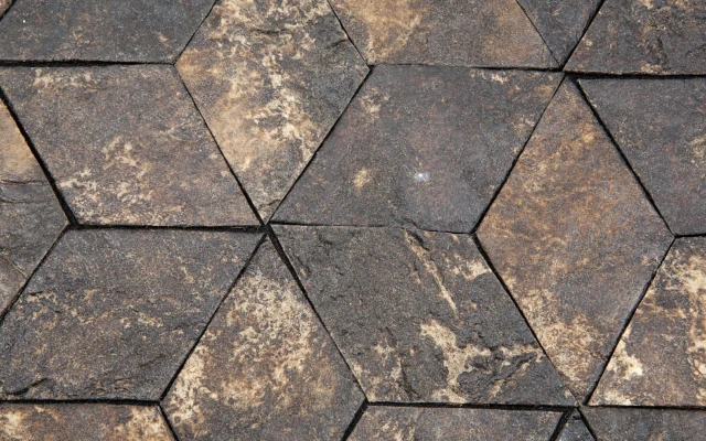 From Insects: Wooden Leather