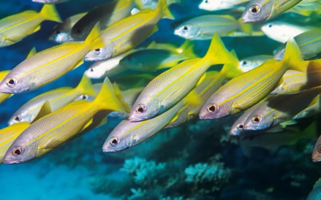 Studying Fish to Design New Materials