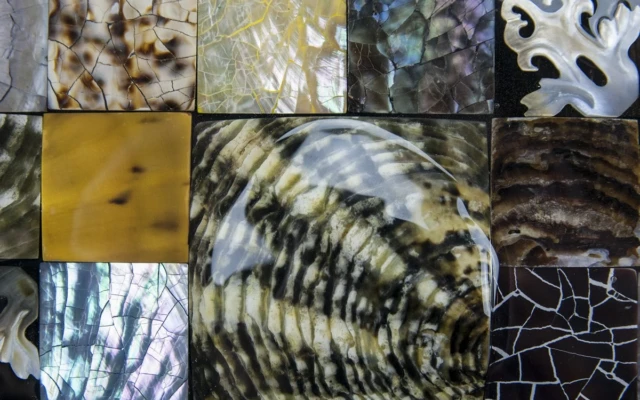 Cuncha Nasu Shell