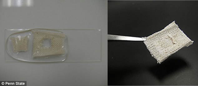 New Coating to make fabric self-healing inspired by squids 1