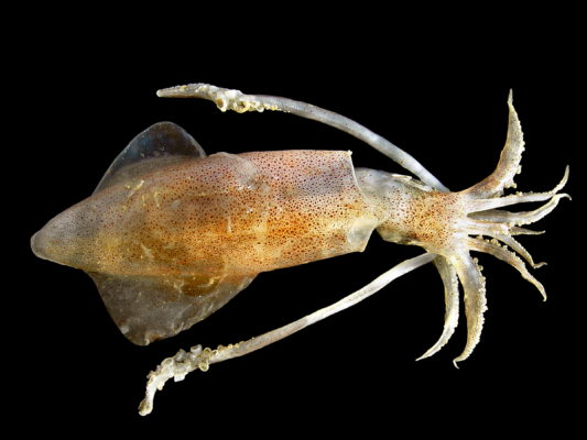 New Coating to make fabric self-healing inspired by squids 5