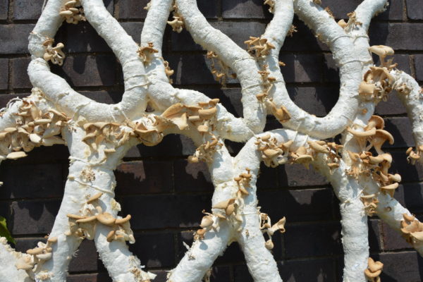 Grown Structures: A zero-waste structure made from mycelium 1