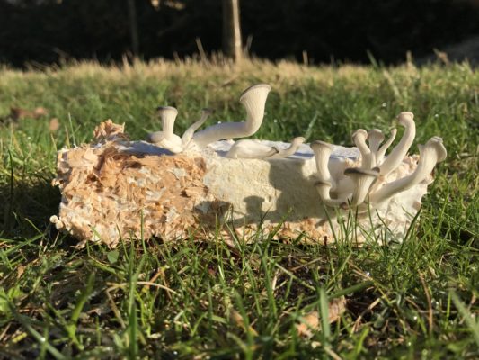 Grown Structures: A zero-waste structure made from mycelium 1