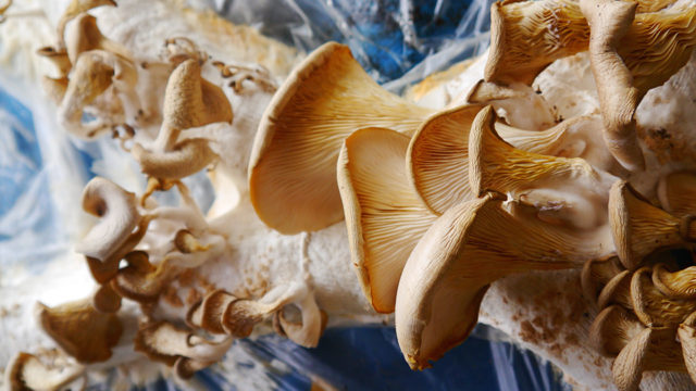 Grown Structures: A zero-waste structure made from mycelium 3