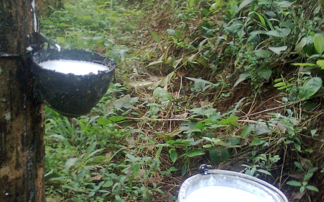 Russian dandelion as an alternative source for natural rubber