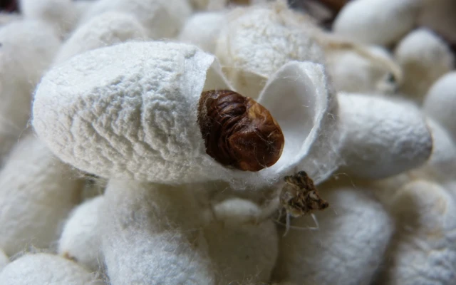 How to build regenerated silk fibres