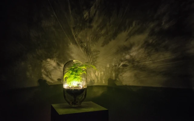 Using plants to light the way