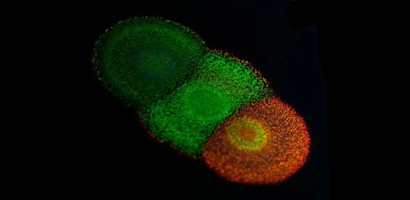 Growing paints using colourful bacteria