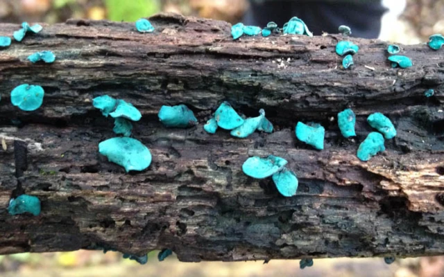 New solar cells could make use of fungi-produced pigment