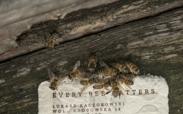 Saving bees with Bee Saving Paper