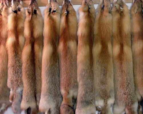 The dark side of animal materials part 2: leather & fur