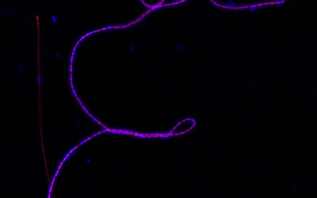 Electrical wires inspired by bacteria