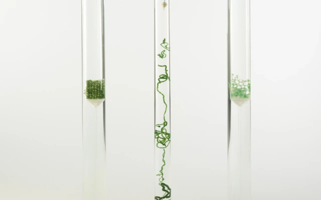 Biophilic design with living and dead algae