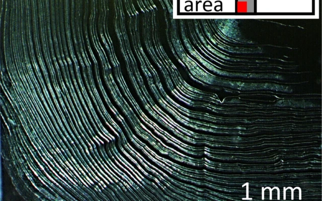 A biobased superglue without toxic solvents