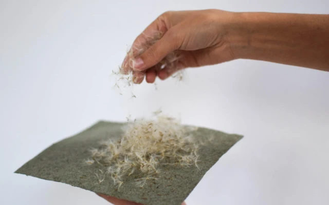 Freshwater-free textile made from salt-tolerant plants