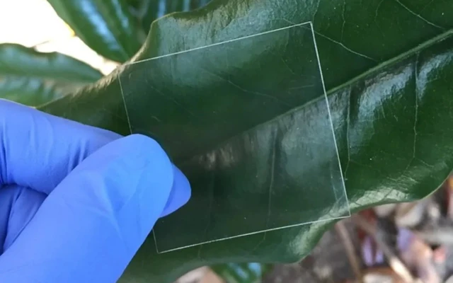 Optically transparent wood to replace glazing