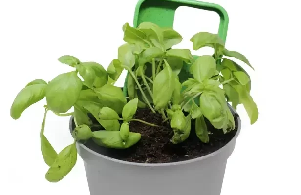 A phone case that sprouts plants after use