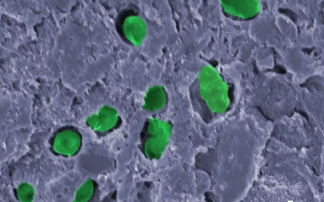 A ‘green living paint’ that produces oxygen