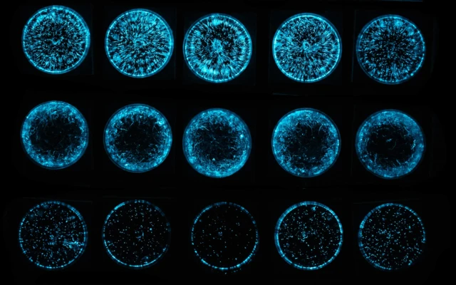 Algae as a living medium