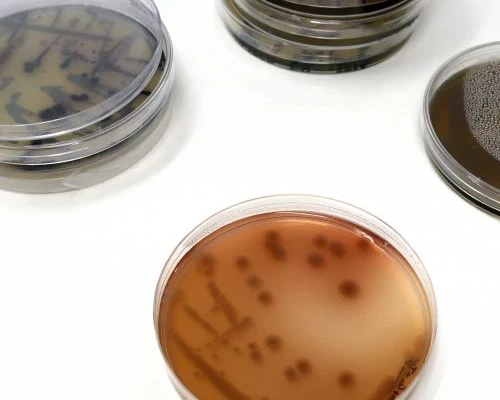 Dyeing clothes with genetically engineered bacteria