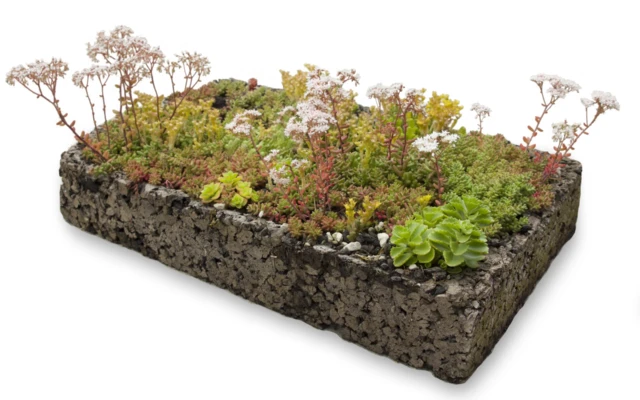 Cork green roof