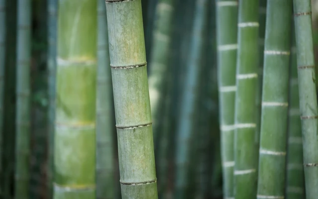 Transparent bamboo
