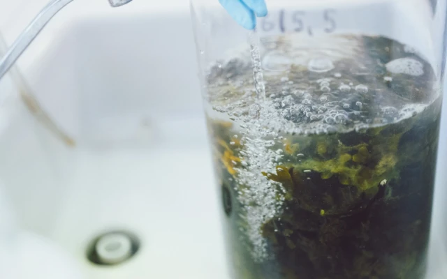 Biorefinery Transforms Invasive Algae into Sustainable Materials