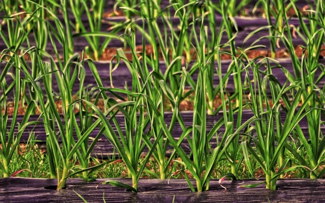 Bamboo-Based Biodegradable Mulch Film for Greener Agriculture