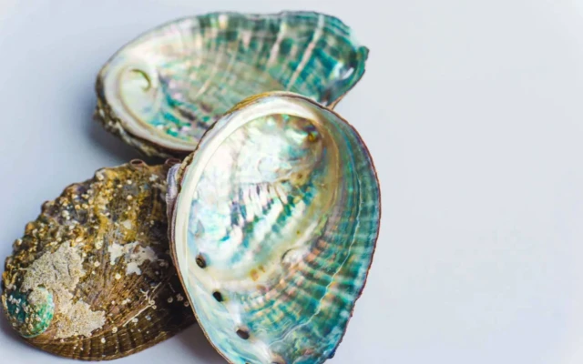 Seashell-Inspired Design Makes Recycled Plastics Stronger and More Reliable