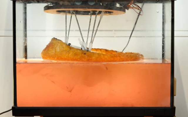 Growing the Future: Living Footwear from Kombucha