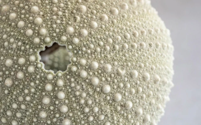 Sea-Urchin-Inspired Coating Enables Robot To Filter Oil From Water