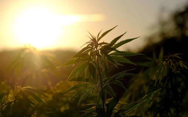 Hemp Waste Shows Promise For Lower-Carbon Bioplastic Films