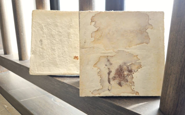 Mush Surfaces – Bio-Lithic Edition