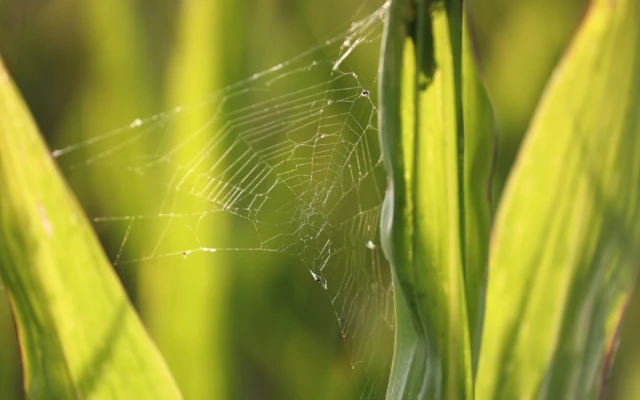 Corn-Based ‘Plantymer’ Mimics Spider Silk to Create Strong Biodegradable Plastic