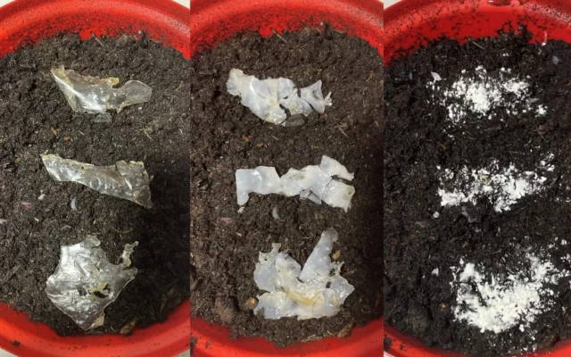Eco Purge: Biodegradable Plastic Designed To Break Down Microplastics