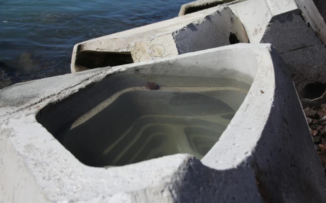 Ecologically Engineered Concrete Habitat Units Enhance Marine Biodiversity at New Zealand Port