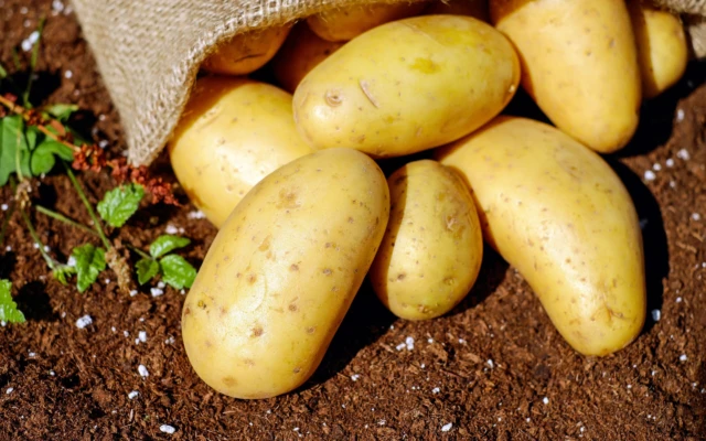 Engineered Bacteria Turn Potato Starch Into Biodegradable Bioplastic