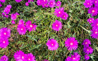 Nature-Inspired Petal Structure Could Lead to New Reflective Materials
