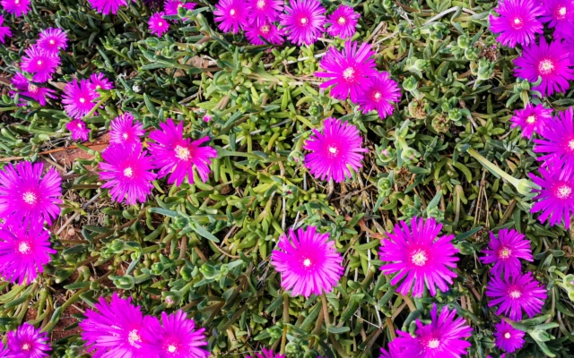Nature-Inspired Petal Structure Could Lead to New Reflective Materials