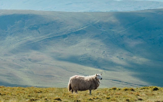 Weaving Welsh Wool Into Biobased Building Systems